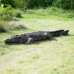Wildcrete Crocodile